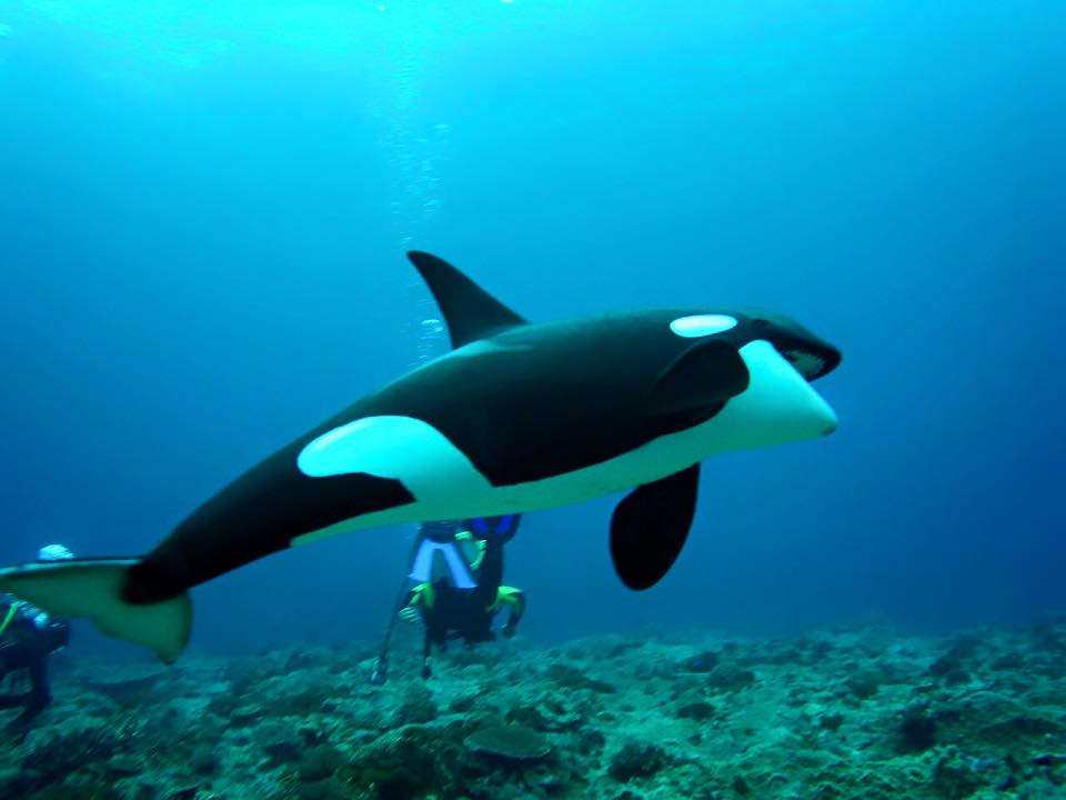 綠島潛水
