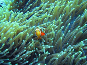 U How long did dive ~~ ??